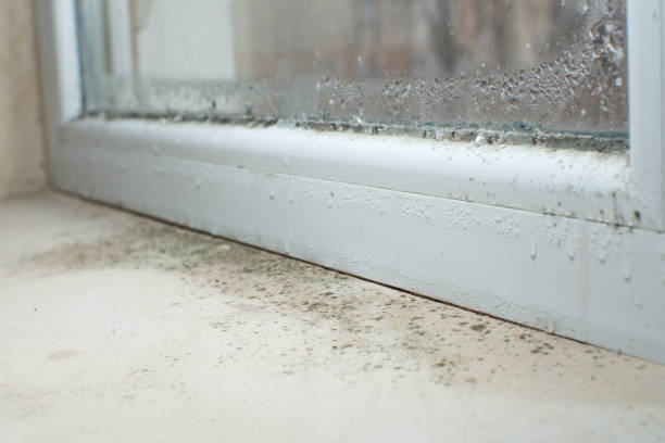 Why You Should Choose Our Mold Remediation Services in Eagan, MN